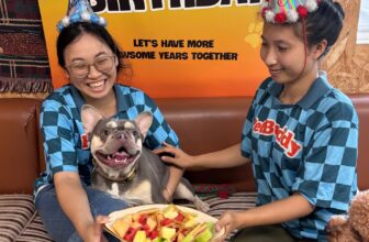 [🆕🇻🇳] PetBuddy – The Dog Resort 🐶🦜 Top1Pets 🐱🐠 Happy Birthday our lovely boy Banh Mi#petbuddythedogresort #doghotel #dogboarding #dogbirthday #frenchbulldoglove #dogoftheday
, shares-0✔️ , likes-9❤️️ , date-2025-09-11 01:12:38🐶🐱🇻🇳🇻🇳🇻🇳📰🆕