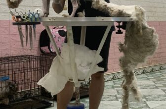 [🆕🇻🇳] Love Pet – Cửa Hàng Chăm Sóc Thú Cưng Hải Phòng 🐶🦜 Top1Pets 🐱🐠 Love pet đang thu hoạch lông cừuCác sen cứ việc lên lịch còn việc đưa đón cứ để shop lo
4B Phố Mới, Tân Dương, Thuỷ Nguyên, Hải Phòng
0904.498.302
, shares-1✔️ , likes-7❤️️ , date-2025-09-07 22:01:39🐶🐱🇻🇳🇻🇳🇻🇳📰🆕