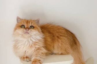 [🆕🇻🇳] Paws Pet House 🐶🦜 Top1Pets 🐱🐠 𝑪𝒉𝒊̉ 𝒕𝒖̛̀ 𝟑 𝒄𝒂́ 𝒍𝒂̀ 𝒅𝒐́𝒏 𝒄𝒂́𝒄 𝒃𝒆́Các bé từ 2 tháng tuổi đang đợi ba mẹ đón ạ .
Tim chủng đầy đủ .
Bảo hiểm sức khỏe .
Phả WCF nếu có yêu cầu
Tặng  , shares-3✔️ , likes-12❤️️ , date-2025-09-16 21:45:06🐶🐱🇻🇳🇻🇳🇻🇳📰🆕