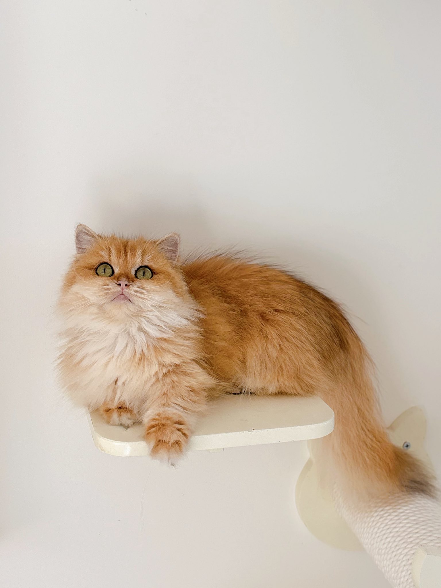 [🆕🇻🇳] Paws Pet House 🐶🦜 Top1Pets 🐱🐠 𝑪𝒉𝒊̉ 𝒕𝒖̛̀ 𝟑 𝒄𝒂́ 𝒍𝒂̀ 𝒅𝒐́𝒏 𝒄𝒂́𝒄 𝒃𝒆́Các bé từ 2 tháng tuổi đang đợi ba mẹ đón ạ .
Tim chủng đầy đủ .
Bảo hiểm sức khỏe .
Phả WCF nếu có yêu cầu
Tặng  , shares-3✔️ , likes-12❤️️ , date-2025-09-16 21:45:06🐶🐱🇻🇳🇻🇳🇻🇳📰🆕