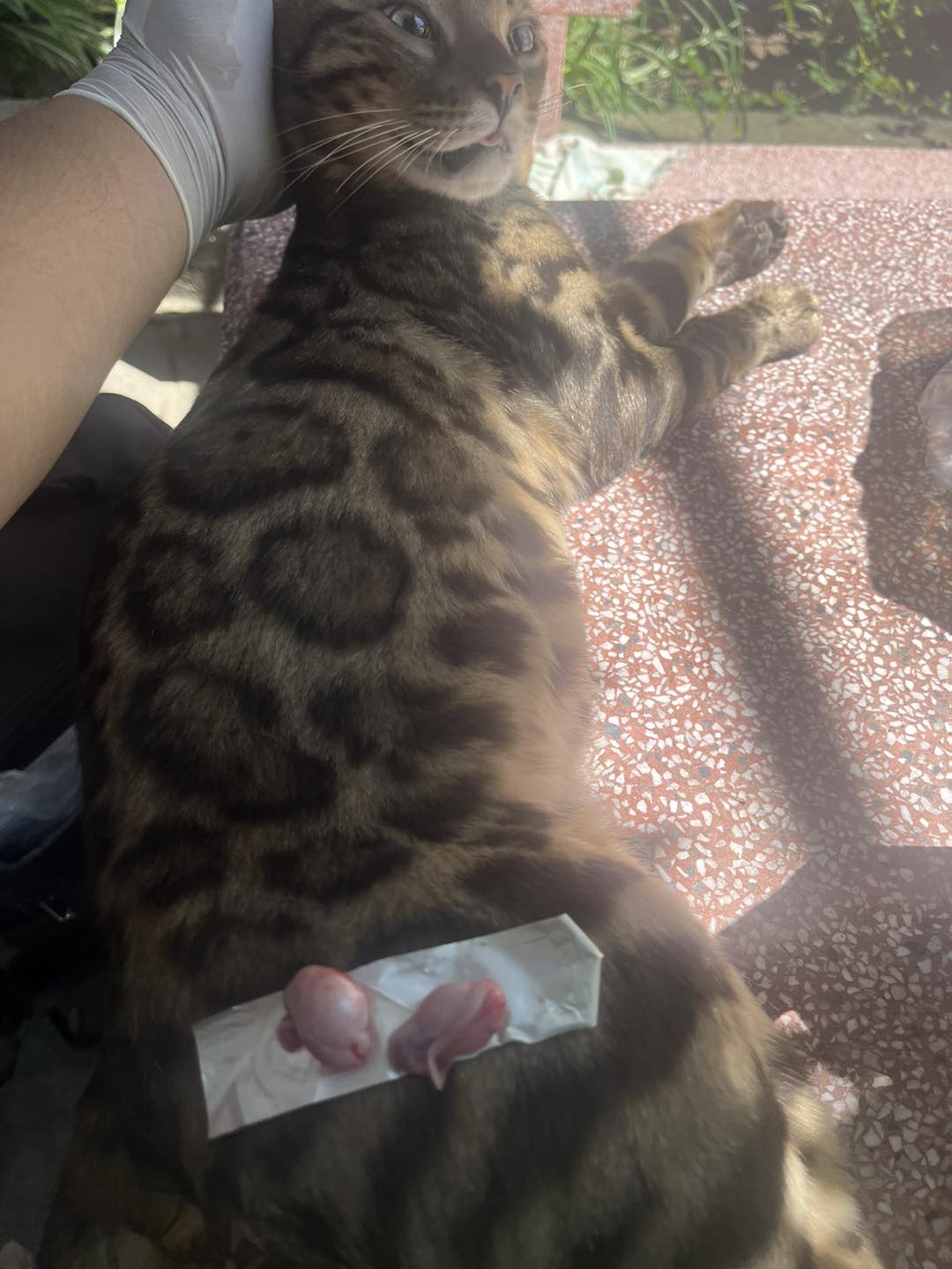 [🆕🇻🇳] PetGrocer.vn – Dịch vụ thú cưng – Vật phẩm dành cho thú cưng 🐶🦜 Top1Pets 🐱🐠 Cũng vì miếng pa-tê, con cá cho emHotel-Spa Thú Cưng Tại Thủ Đức /-heart
Định vị shop:
#spathucung #petshop #cuahangthucung #khachsanthucung #petho , shares-0✔️ , likes-2❤️️ , date-2025-09-13 02:30:03🐶🐱🇻🇳🇻🇳🇻🇳📰🆕