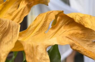 [🆕🇻🇳] Vẩu Pet – Siêu Thị, Khách Sạn & Spa Thú Cưng 🐶🦜 Top1Pets 🐱🐠 Dậy sớm có thành công , shares-0✔️ , likes-6❤️️ , date-2025-09-18 03:10:06🐶🐱🇻🇳🇻🇳🇻🇳📰🆕