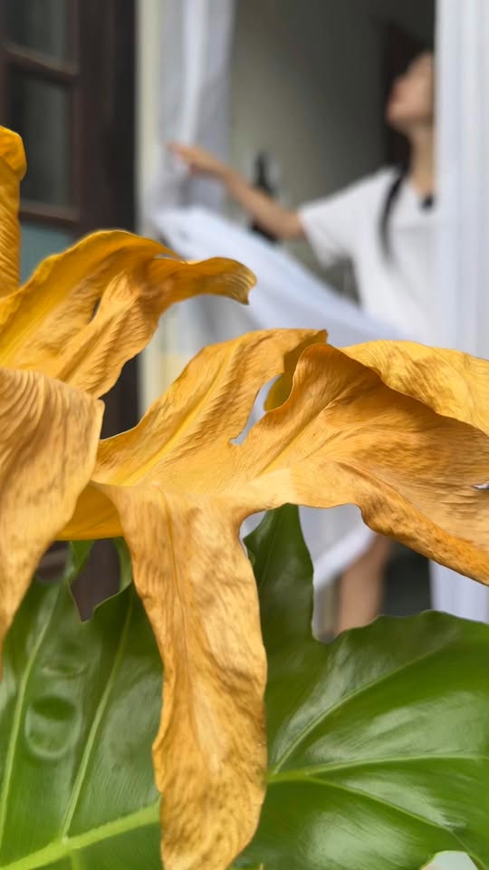 [🆕🇻🇳] Vẩu Pet – Siêu Thị, Khách Sạn & Spa Thú Cưng 🐶🦜 Top1Pets 🐱🐠 Dậy sớm có thành công , shares-0✔️ , likes-6❤️️ , date-2025-09-18 03:10:06🐶🐱🇻🇳🇻🇳🇻🇳📰🆕