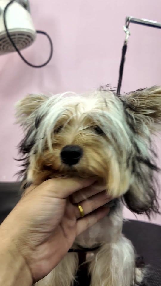 [🆕🇻🇳] DORIS Grooming –  PET SALON – Dịch vụ thú cưng 🐶🦜 Top1Pets 🐱🐠 Bé Dâu – Yorkshire Terrier
khách quen đặc biệt nhà DORIS𝐃𝐎𝐑𝐈𝐒 𝐆𝐑𝐎𝐎𝐌𝐈𝐍𝐆 𝐏𝐄𝐓 𝐒𝐀𝐋𝐎𝐍
Đ𝐢̣𝐚 𝐜𝐡𝐢̉: 496 Nguyễn Kiệm, p.4, Phú Nhuận
Hotline: 0909.853.577
Thờ , shares-0✔️ , likes-2❤️️ , date-2025-09-24 15:46:30🐶🐱🇻🇳🇻🇳🇻🇳📰🆕