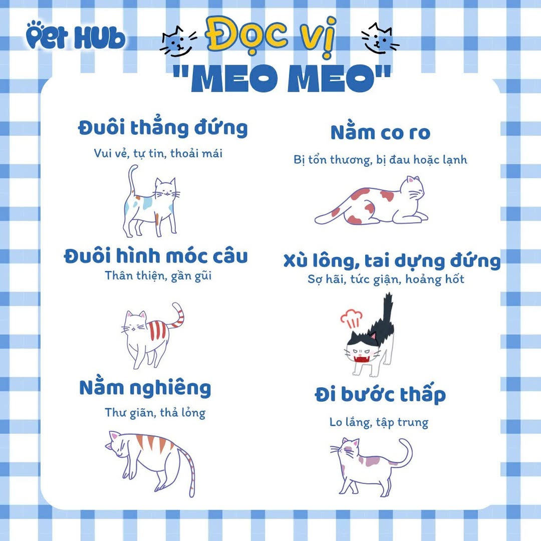 [🆕🇻🇳] Pet Hub – Nuôi Mèo Tiết Kiệm 🐶🦜 Top1Pets 🐱🐠 SERIES [ĐỌC VỊ MÈO] Hiểu mèo không khó, chỉ cần để ý vài “tín hiệu” nho nhỏ từ boss thôi đó.
Mỗi cái vẫy đuôi, dáng nằm hay bước đi đều là cách boss kể chu , shares-0✔️ , likes-7❤️️ , date-2025-09-24 19:50:00🐶🐱🇻🇳🇻🇳🇻🇳📰🆕