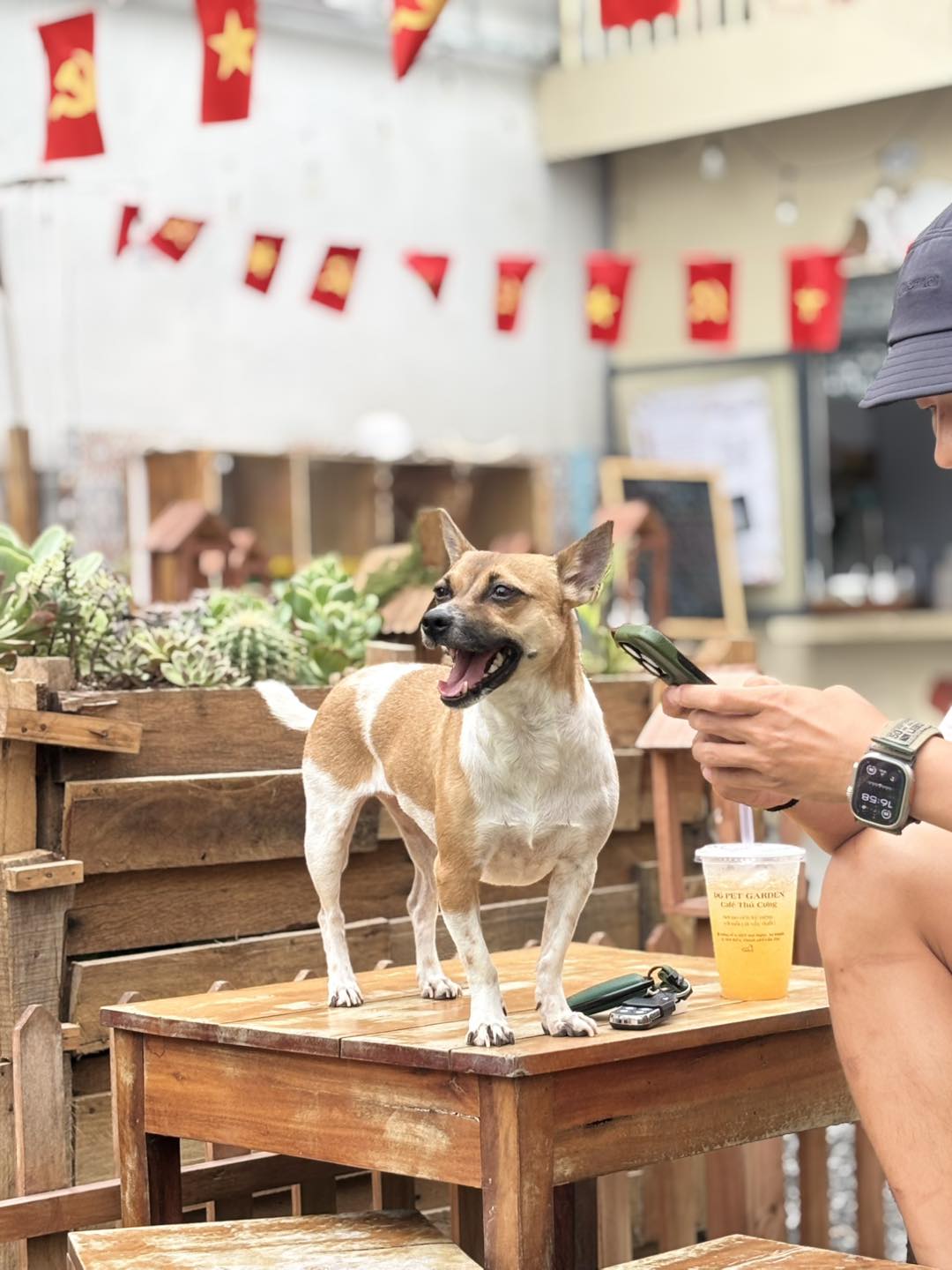 [☕️🇻🇳] DG Pet Garden – Cafe Thú Cưng 🥤 Top1Coffee ☕️ Đẹp chó quá ta 
 , shares-0✔️ , likes-13❤️️ , date-2025-09-25 15:20:42🇻🇳🇻🇳🇻🇳📰🆕
