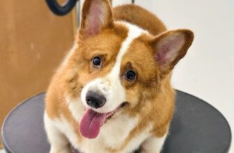 [🆕🇻🇳] Nancy Pet House – Spa Hotel & More 🐶🦜 Top1Pets 🐱🐠 Keng keng keng
Vậy là sắp kết thúc chương trình ưu đãi 30% tất cả các dịch vụ rồi sen iu ơiii
Vài gương mặt tiêu biểu trong chương trình vừa qua
Còn boss , shares-3✔️ , likes-3❤️️ , date-2025-09-25 06:36:44🐶🐱🇻🇳🇻🇳🇻🇳📰🆕