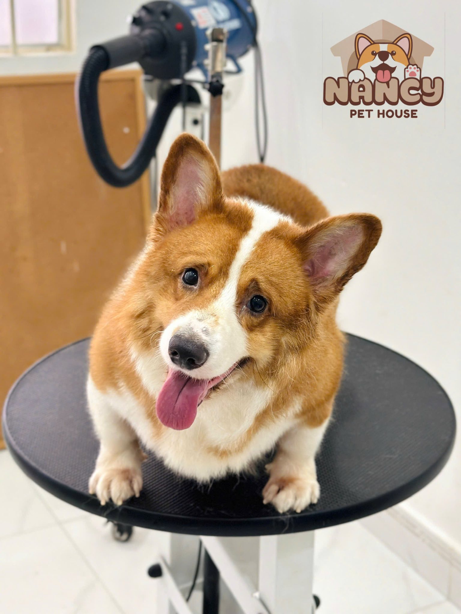 [🆕🇻🇳] Nancy Pet House – Spa Hotel & More 🐶🦜 Top1Pets 🐱🐠 Keng keng keng
Vậy là sắp kết thúc chương trình ưu đãi 30% tất cả các dịch vụ rồi sen iu ơiii
Vài gương mặt tiêu biểu trong chương trình vừa qua
Còn boss , shares-3✔️ , likes-3❤️️ , date-2025-09-25 06:36:44🐶🐱🇻🇳🇻🇳🇻🇳📰🆕