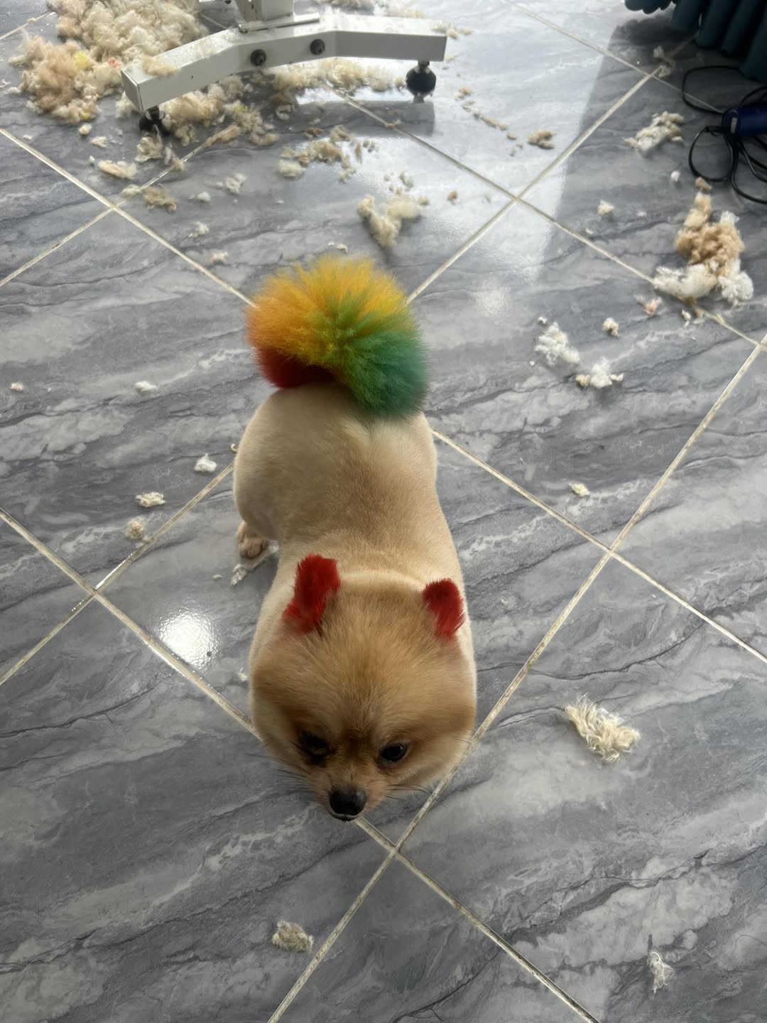 [🆕🇻🇳] QUỐC TÂM PET – Dịch vụ thú cưng 🐶🦜 Top1Pets 🐱🐠 Quá nổi lun
 , shares-0✔️ , likes-2❤️️ , date-2025-09-26 22:03:23🐶🐱🇻🇳🇻🇳🇻🇳📰🆕