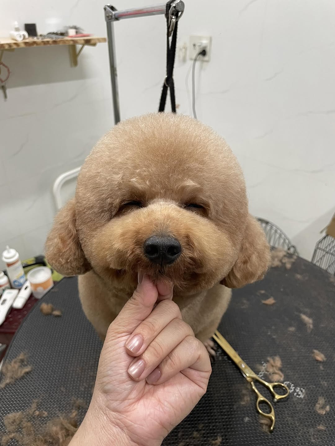 [🆕🇻🇳] THƠM – tiệm làm đẹp thú cưng 🐶🦜 Top1Pets 🐱🐠 Ngủ một giấc thức dậy tự nhiên thấy mình đẹp chó quá 
————————————–
𝐓𝐇𝐎̛𝐌 chuyên:
 Spa thú cưng
 Dịch vụ trông giữ- Hotel
 Petshop , shares-1✔️ , likes-9❤️️ , date-2025-10-02 22:14:55🐶🐱🇻🇳🇻🇳🇻🇳📰🆕