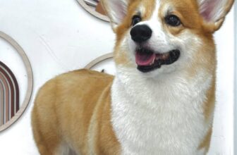 [🆕🇻🇳] MORRI Pet Care- Trung tâm thú cưng 🐶🦜 Top1Pets 🐱🐠 MORRI Pet Care- Trung tâm thú cưng cắt chó đẹp hơn người yêu cũ của bạn𝐌𝐎𝐑𝐑𝐈 𝐏𝐞𝐭 𝐂𝐚𝐫𝐞- 𝐓𝐫𝐮𝐧𝐠 𝐭𝐚̂𝐦 𝐭𝐡𝐮́ 𝐜𝐮̛𝐧𝐠 𝐆𝐢𝐨̛̀ 𝐡𝐨𝐚̣𝐭 đ𝐨̣̂𝐧𝐠: 09h00 – 20h00. 𝗭𝗮𝗹𝗼/𝗛𝗼 , shares-0✔️ , likes-1❤️️ , date-2025-09-28 18:54:55🐶🐱🇻🇳🇻🇳🇻🇳📰🆕