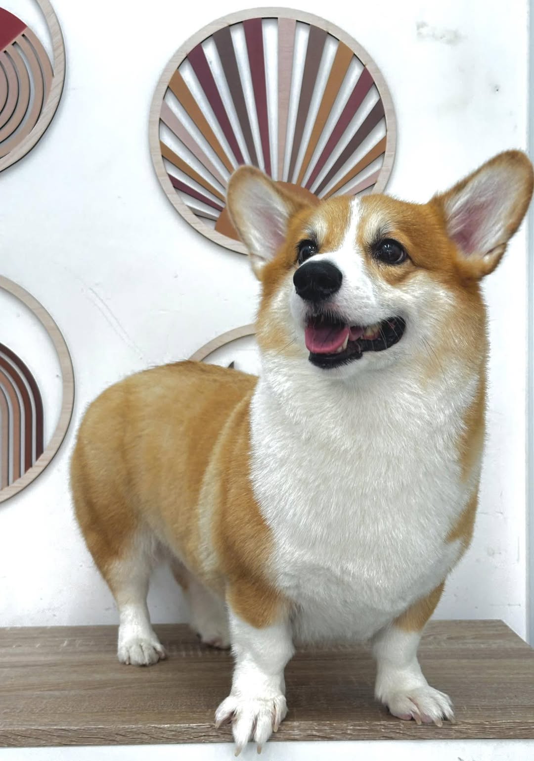 [🆕🇻🇳] MORRI Pet Care- Trung tâm thú cưng 🐶🦜 Top1Pets 🐱🐠 MORRI Pet Care- Trung tâm thú cưng cắt chó đẹp hơn người yêu cũ của bạn𝐌𝐎𝐑𝐑𝐈 𝐏𝐞𝐭 𝐂𝐚𝐫𝐞- 𝐓𝐫𝐮𝐧𝐠 𝐭𝐚̂𝐦 𝐭𝐡𝐮́ 𝐜𝐮̛𝐧𝐠 𝐆𝐢𝐨̛̀ 𝐡𝐨𝐚̣𝐭 đ𝐨̣̂𝐧𝐠: 09h00 – 20h00. 𝗭𝗮𝗹𝗼/𝗛𝗼 , shares-0✔️ , likes-1❤️️ , date-2025-09-28 18:54:55🐶🐱🇻🇳🇻🇳🇻🇳📰🆕