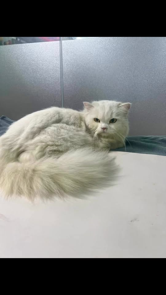 [🆕🇻🇳] Dịch Vụ Thú Y – Tại Nhà – KV TP. HCM 🐶🦜 Top1Pets 🐱🐠  , shares-0✔️ , likes-1❤️️ , date-2025-09-29 19:53:01🐶🐱🇻🇳🇻🇳🇻🇳📰🆕