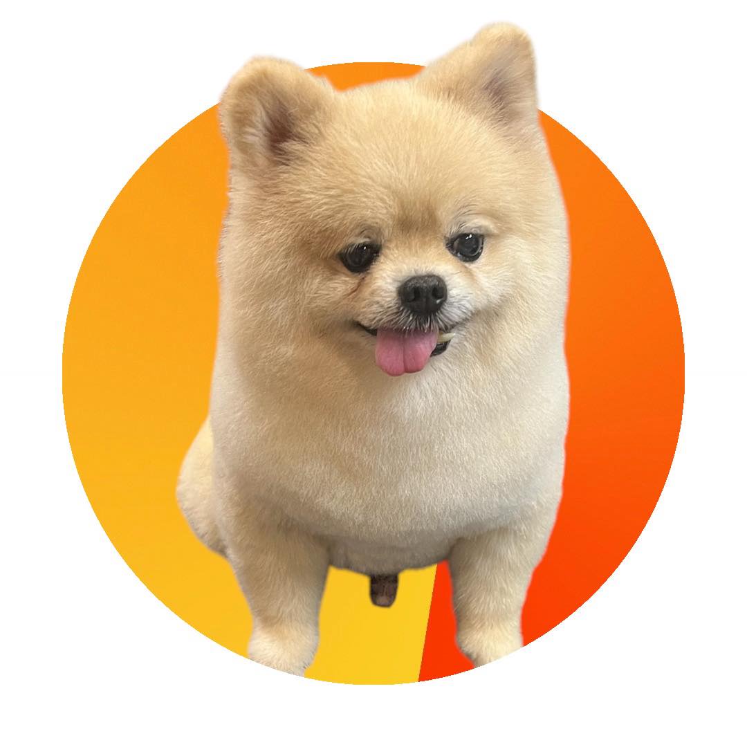 [🆕🇻🇳] Sushi Family – Pet Shop And Grooming – Cắt tỉa lông Thú cưng tại Tp HCM 🐶🦜 Top1Pets 🐱🐠 Thông báo nghỉ 1 ngày thứ 4 (8/10)
, shares-0✔️ , likes-0❤️️ , date-2025-10-07 04:56:20🐶🐱🇻🇳🇻🇳🇻🇳📰🆕