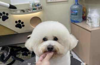 [🆕🇻🇳] Master Pet Grooming Spa & Hotel – Chăm sóc và làm đẹp cho thú cưng 🐶🦜 Top1Pets 🐱🐠 Mặt em tròn như cái bánh bao
, shares-0✔️ , likes-1❤️️ , date-2025-10-08 22:32:08🐶🐱🇻🇳🇻🇳🇻🇳📰🆕