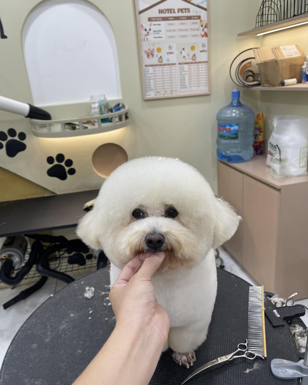 [🆕🇻🇳] Master Pet Grooming Spa & Hotel – Chăm sóc và làm đẹp cho thú cưng 🐶🦜 Top1Pets 🐱🐠 Mặt em tròn như cái bánh bao
, shares-0✔️ , likes-1❤️️ , date-2025-10-08 22:32:08🐶🐱🇻🇳🇻🇳🇻🇳📰🆕