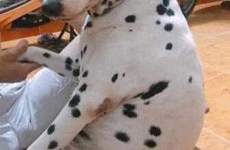 [🆕🇻🇳] Thú Y & Petshop Luân Phan – Quận 12 Hóc Môn 🐶🦜 Top1Pets 🐱🐠 Ăn Mỳ Cay thì ăn Cấp Độ 0
Ăn Bún Đậu thì chấm nước mém
Ăn Bánh Trung Thu thì ko ăn thập cẩmThật là đáng sợ
, shares-0✔️ , likes-3❤️️ , date-2025-10-10 20:49:13🐶🐱🇻🇳🇻🇳🇻🇳📰🆕