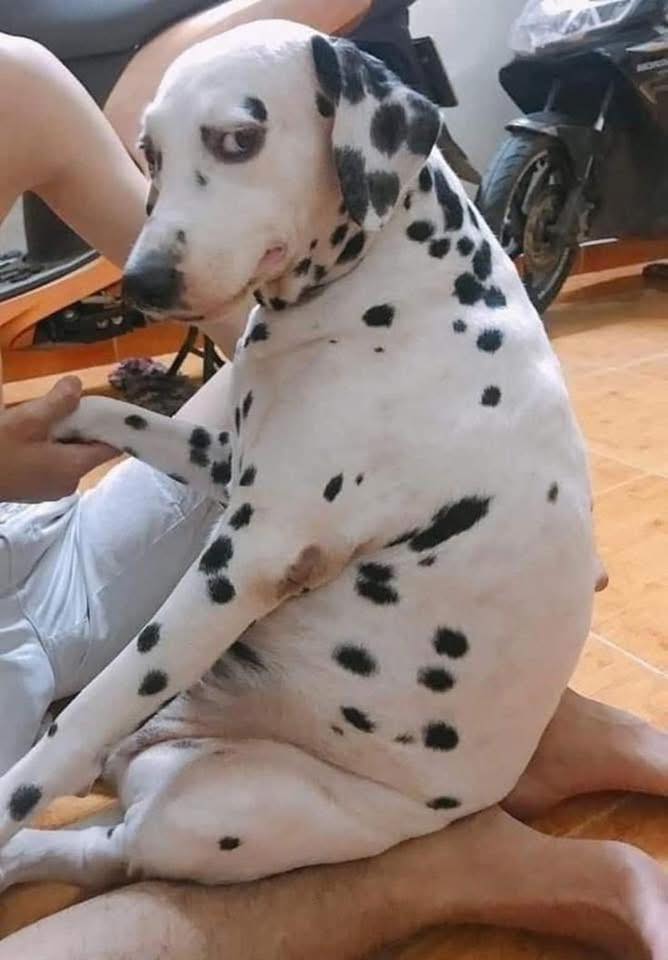 [🆕🇻🇳] Pet Prince 🐶🦜 Top1Pets 🐱🐠  PET PRINCE TỔ CHỨC CHUỖI SỰ KIỆN “BACK TO NATURE” TẠI HỆ THỐNG ĐẠI LÝTừ ngày 04/10 – 02/11/2025, 𝐏𝐞𝐭 𝐏𝐫𝐢𝐧𝐜𝐞 hân hạnh tổ chức chuỗi sự kiện dành cho  , shares-0✔️ , likes-11❤️️ , date-2025-10-02 22:28:48🐶🐱🇻🇳🇻🇳🇻🇳📰🆕