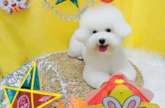 [🆕🇻🇳] NaPet – Cửa Hàng Chăm Sóc & Làm Đẹp Thú Cưng 🐶🦜 Top1Pets 🐱🐠 Hết tết trung thu rồi
Các cháu chuẩn bị lên đồ sang cô đón Halloween thui nào
#Bichon #tiệmthúcưng #groomingspa #poodle #đàotaohocvienchuyennghiep #Spa  , shares-0✔️ , likes-1❤️️ , date-2025-10-08 00:12:17🐶🐱🇻🇳🇻🇳🇻🇳📰🆕