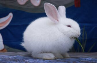 [🆕🇻🇳] Goco Petshop 🐶🦜 Top1Pets 🐱🐠 Spa “SANG – XỊN – MỊN” đi chơi Trung Thu thôi nà
• Goco Petshop xin cảm ơn quý khách đã luôn tin tưởng và đồng hành cùng shop
• Mùa mưa bão, ba mẹ muốn ch , shares-2✔️ , likes-7❤️️ , date-2025-10-06 02:16:19🐶🐱🇻🇳🇻🇳🇻🇳📰🆕