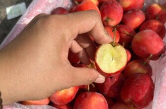 [🆕🇻🇳] Hoa Quả 4Mùa – Cửa hàng rau quả 🍔 Top1Food  🍜  TÁO CHERRY   _ MÓN MỚI SIÊU HOTTáo cherry vào mùa, ngon hot hit lun í ạTÁO CHERRY Giải nhiệt mùa hè
Táo cherry có màu sắc đỏ hồng khá bắt mắt,ngọt , g , shares-0✔️ , likes-1❤️️ , date-2025-10-13 21:43:23🇻🇳🇻🇳🇻🇳📰🆕