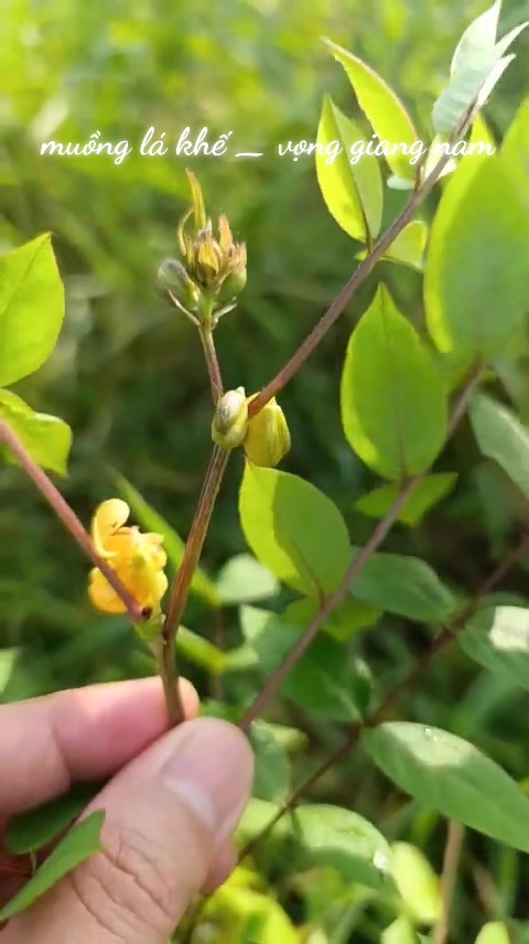 [🆕🇻🇳] Thời trang cho cả nhà – Bán lẻ quần áo trẻ em và cho cả nhà 👕 Top1Fashion 👗  Hoa cỏ #hoaco , shares-0✔️ , likes-0❤️️ , date-2025-10-06 02:51:41🇻🇳🇻🇳🇻🇳📰🆕