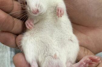 [🆕🇻🇳] Dr.Thảo pet care 🐶🦜 Top1Pets 🐱🐠 Nhìn bức ảnh này thấy gì đầu tiên :)) . Gây hại con gái nhà lành nhiều lứa quá nên giờ bố mẹ mang nó đi thiến đây.𝗗𝗥. 𝗧𝗛𝗔̉𝗢 𝗣𝗘𝗧 𝗖𝗔𝗥𝗘
𝗟𝗼̂ 𝟭𝟭 đ𝘂̛𝗼̛̀𝗻𝗴 𝟮𝟴 , shares-0✔️ , likes-0❤️️ , date-2025-10-15 23:00:37🐶🐱🇻🇳🇻🇳🇻🇳📰🆕