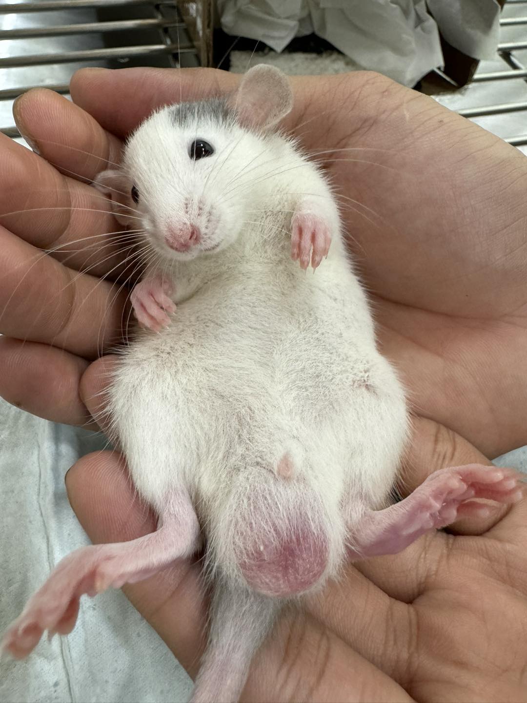 [🆕🇻🇳] Dr.Thảo pet care 🐶🦜 Top1Pets 🐱🐠 Nhìn bức ảnh này thấy gì đầu tiên :)) . Gây hại con gái nhà lành nhiều lứa quá nên giờ bố mẹ mang nó đi thiến đây.𝗗𝗥. 𝗧𝗛𝗔̉𝗢 𝗣𝗘𝗧 𝗖𝗔𝗥𝗘
𝗟𝗼̂ 𝟭𝟭 đ𝘂̛𝗼̛̀𝗻𝗴 𝟮𝟴 , shares-0✔️ , likes-0❤️️ , date-2025-10-15 23:00:37🐶🐱🇻🇳🇻🇳🇻🇳📰🆕