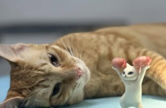 [🆕🇻🇳] Bệnh Viện Thú Y TH Vet Hospital 🐶🦜 Top1Pets 🐱🐠 “Một giấc ngủ sâu
Một trái tim sầu
Mất một đời trai”
, shares-0✔️ , likes-0❤️️ , date-2025-10-12 07:33:26🐶🐱🇻🇳🇻🇳🇻🇳📰🆕