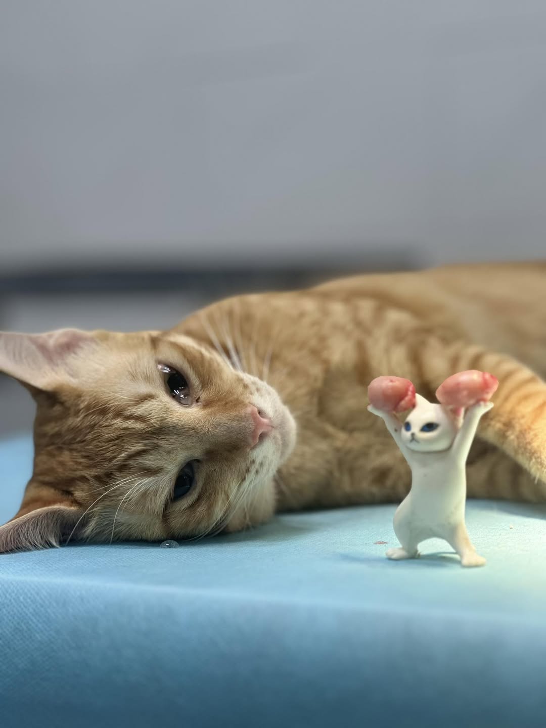 [🆕🇻🇳] Bệnh Viện Thú Y TH Vet Hospital 🐶🦜 Top1Pets 🐱🐠 “Một giấc ngủ sâu
Một trái tim sầu
Mất một đời trai”
, shares-0✔️ , likes-0❤️️ , date-2025-10-12 07:33:26🐶🐱🇻🇳🇻🇳🇻🇳📰🆕