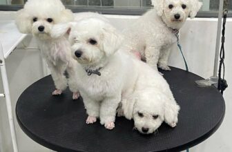 [🆕🇻🇳] Nancy Pet House – Spa Hotel & More 🐶🦜 Top1Pets 🐱🐠 Gia đình mình cùng đi spa nàooCòn boss nào chưa trải nghiệm thì sen nhanh tay inbox nhà Nancy để đặt lịch nhé
—————————
Nancy Pet House – Professional  , shares-0✔️ , likes-2❤️️ , date-2025-10-18 01:42:10🐶🐱🇻🇳🇻🇳🇻🇳📰🆕