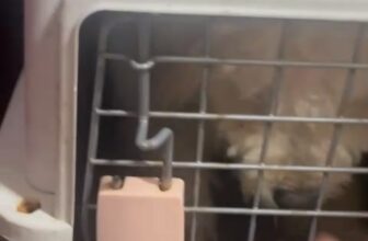 [🆕🇻🇳] Vận chuyển thú cưng bằng đường sắt Bắc Nam 🐶🦜 Top1Pets 🐱🐠 em đã về với gđ an toàn mọi mặt cảm ơn các bạn đã tin tưởng , shares-0✔️ , likes-2❤️️ , date-2025-10-12 21:24:39🐶🐱🇻🇳🇻🇳🇻🇳📰🆕