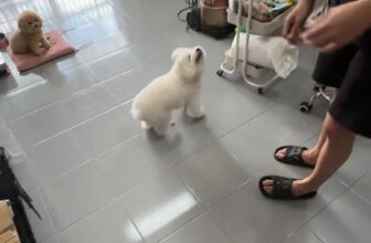 [🆕🇻🇳] Quynh Le Pet Spa  🐶🦜 Top1Pets 🐱🐠 Tuyển tập zai đựp nhà cô Quền  , shares-0✔️ , likes-2❤️️ , date-2025-10-12 03:10:34🐶🐱🇻🇳🇻🇳🇻🇳📰🆕