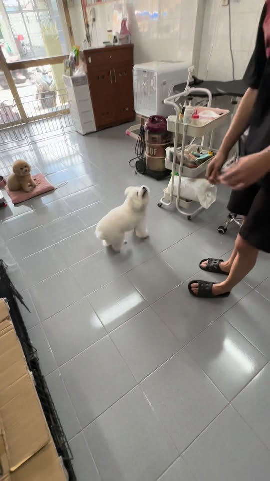 [🆕🇻🇳] Quynh Le Pet Spa  🐶🦜 Top1Pets 🐱🐠 Tuyển tập zai đựp nhà cô Quền  , shares-0✔️ , likes-2❤️️ , date-2025-10-12 03:10:34🐶🐱🇻🇳🇻🇳🇻🇳📰🆕
