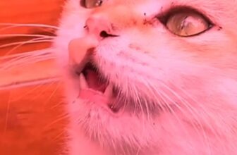 [🆕🇻🇳] Thức ăn Thú Cưng – Gold Vets 🐶🦜 Top1Pets 🐱🐠 Sup thưởng sizuka cho mèo , shares-0✔️ , likes-2❤️️ , date-2025-10-13 17:56:20🐶🐱🇻🇳🇻🇳🇻🇳📰🆕