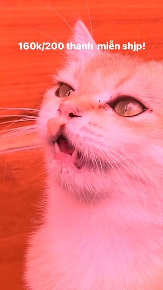 [🆕🇻🇳] Thức ăn Thú Cưng – Gold Vets 🐶🦜 Top1Pets 🐱🐠 Sup thưởng sizuka cho mèo , shares-0✔️ , likes-2❤️️ , date-2025-10-13 17:56:20🐶🐱🇻🇳🇻🇳🇻🇳📰🆕