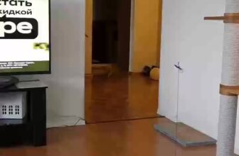 [🆕🇻🇳] Ruby Pet – Spa & Coffee 🐶🦜 Top1Pets 🐱🐠  , shares-0✔️ , likes-4❤️️ , date-2025-10-24 01:08:22🐶🐱🇻🇳🇻🇳🇻🇳📰🆕