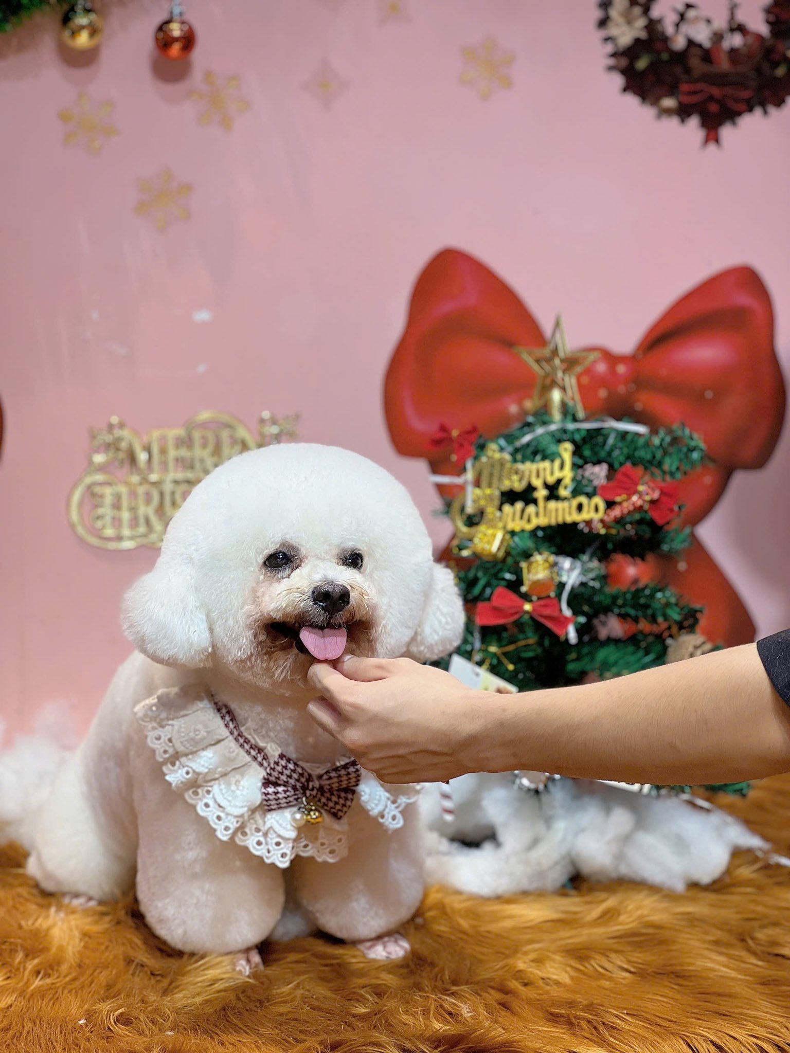 [🆕🇻🇳] Bắp Lùn Pet Spa – Chăm sóc thú cưng 🐶🦜 Top1Pets 🐱🐠  𝐍𝐎𝐄𝐋 𝐍𝐀̀𝐘 𝐄𝐌 𝐕𝐀̂̃𝐍 𝟏 𝐌𝐈̀𝐍𝐇 
Đ𝐢̣𝐚 𝐜𝐡𝐢̉ :𝟐𝟕𝟐/𝟏𝟏 đ𝐮̛𝐨̛̀𝐧𝐠 𝟑𝟎/𝟒 𝐂𝐡𝐚́𝐧𝐡 𝐍𝐠𝐡𝐢̃𝐚 𝐓𝐏 𝐓𝐡𝐮̉ 𝐃𝐚̂̀𝐮 𝐌𝐨̣̂𝐭 𝐁𝐢̀𝐧𝐡 𝐃𝐮̛𝐨̛𝐧𝐠 
– 𝐓𝐡𝐨̛̀𝐢 𝐠𝐢𝐚𝐧 𝐥𝐚̀𝐦 𝐯𝐢𝐞̣̂𝐜: 𝟎𝟖-𝟐𝟎𝐡 𝐭𝐮̛̀ 𝐓𝐡𝐮̛́  , shares-8✔️ , likes-310❤️️ , date-2025-10-20 03:26:02🐶🐱🇻🇳🇻🇳🇻🇳📰🆕