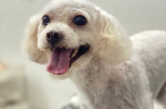 [🆕🇻🇳] Sunpet – Siêu Thị Thú Cưng Bắc Ninh 🐶🦜 Top1Pets 🐱🐠 Sờ tai “mát mẻ”
, shares-0✔️ , likes-2❤️️ , date-2025-10-22 18:17:37🐶🐱🇻🇳🇻🇳🇻🇳📰🆕