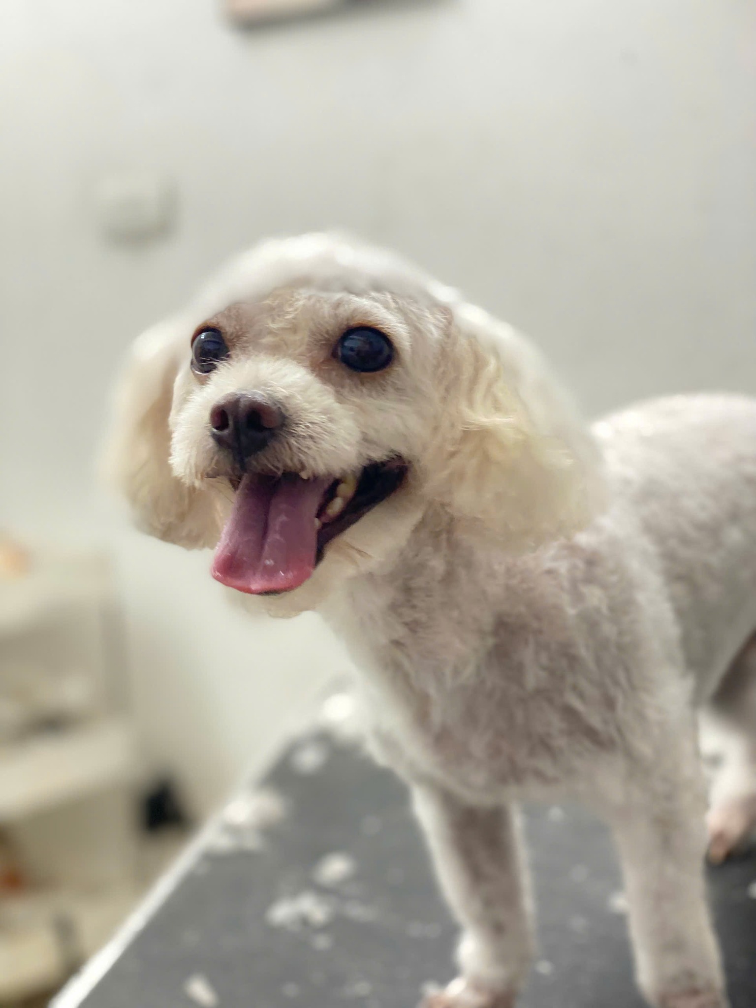 [🆕🇻🇳] Sunpet – Siêu Thị Thú Cưng Bắc Ninh 🐶🦜 Top1Pets 🐱🐠 Sờ tai “mát mẻ”
, shares-0✔️ , likes-2❤️️ , date-2025-10-22 18:17:37🐶🐱🇻🇳🇻🇳🇻🇳📰🆕