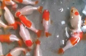 [🆕🇻🇳] Con Yêu Boutique – Thời trang cho bé 🧑‍🧒❤️️👶⭐️ -Mời A. C. E  ghé qua tham khảo các d.ò.n.g  bên shop ạk
– Inpox để nhận  hình thực tế ạk.
– Có hộ trợ phí ship ( tuỳ nơi).
, shares-0✔️ , likes-0❤️️ , date-2025-10-16 18:27:52🇻🇳🇻🇳🇻🇳📰🆕