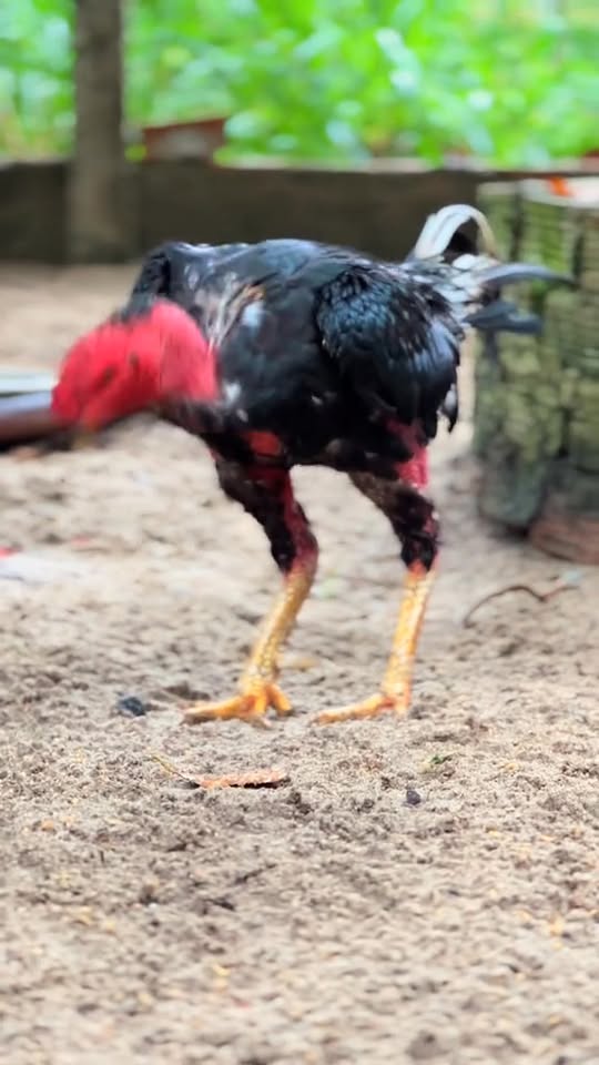 [🆕🇻🇳] Bệnh Viện Thú Y TH Vet Hospital 🐶🦜 Top1Pets 🐱🐠 “Một giấc ngủ sâu
Một trái tim sầu
Mất một đời trai”
, shares-0✔️ , likes-0❤️️ , date-2025-10-12 07:33:26🐶🐱🇻🇳🇻🇳🇻🇳📰🆕