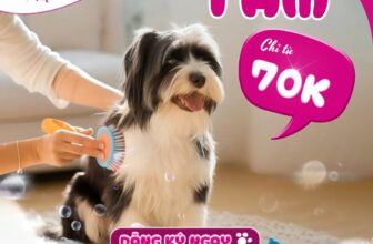 [🆕🇻🇳] Tamapu Pet 🐶🦜 Top1Pets 🐱🐠  , shares-4✔️ , likes-171❤️️ , date-2025-10-20 04:53:02🐶🐱🇻🇳🇻🇳🇻🇳📰🆕