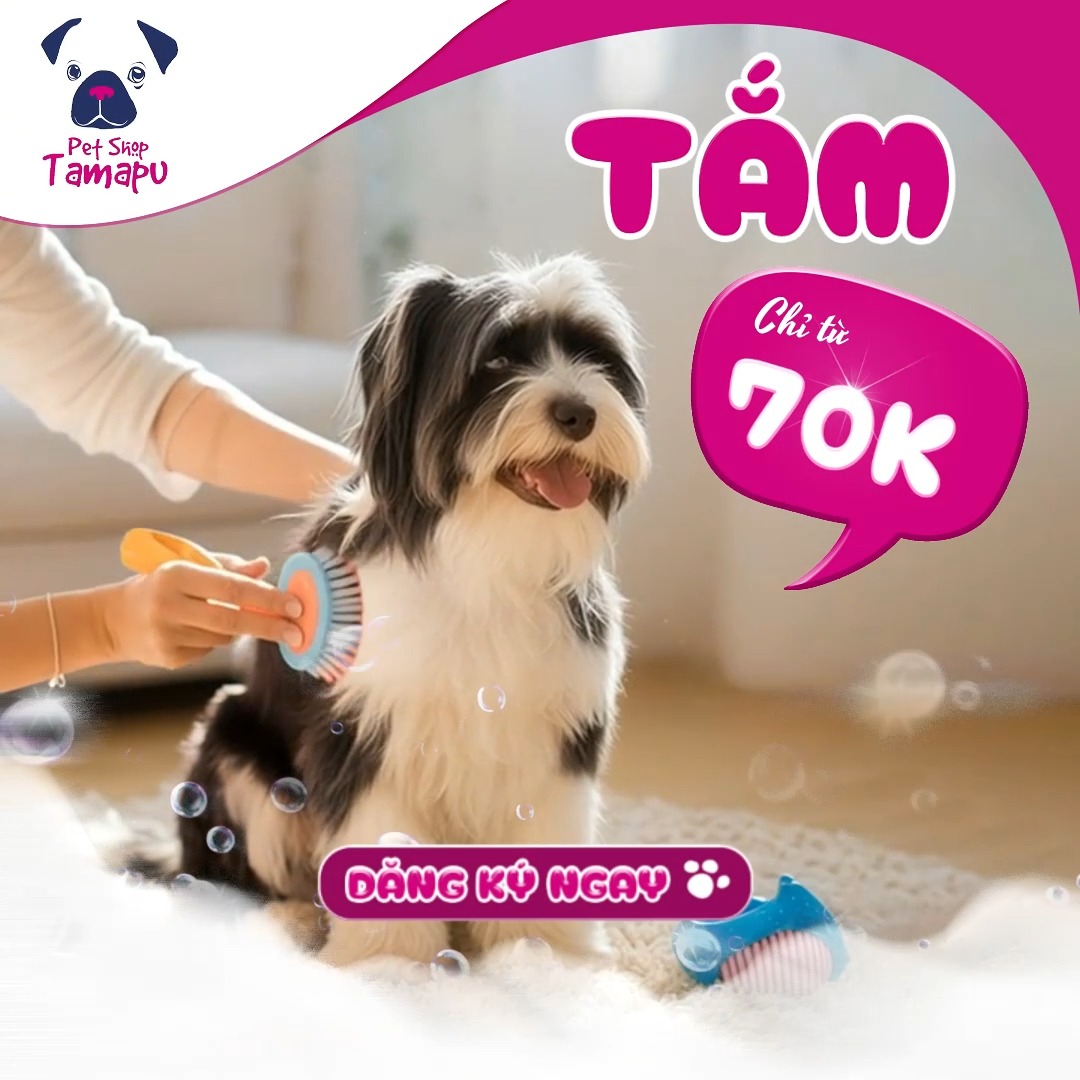 [🆕🇻🇳] Tamapu Pet 🐶🦜 Top1Pets 🐱🐠  , shares-4✔️ , likes-171❤️️ , date-2025-10-20 04:53:02🐶🐱🇻🇳🇻🇳🇻🇳📰🆕