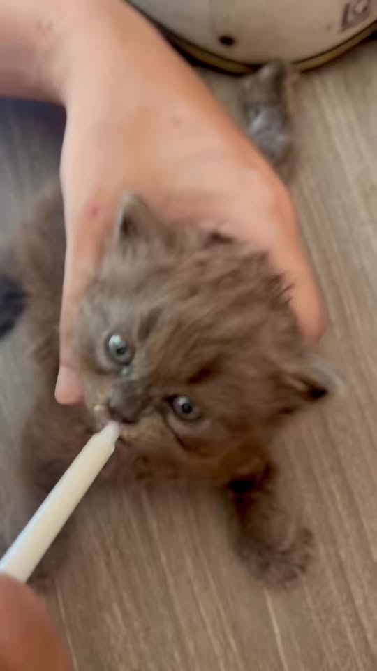 [🆕🇻🇳] Mèo Cảnh Thủ Đức 🐶🦜 Top1Pets 🐱🐠  Nhǎm nhǎm nhǎm, nhằm nhăm nhắm nhăm , shares-0✔️ , likes-3❤️️ , date-2025-10-23 20:30:32🐶🐱🇻🇳🇻🇳🇻🇳📰🆕