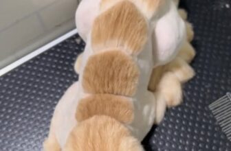 [🆕🇻🇳] Phòng Khám Thú Y NuTa 🐶🦜 Top1Pets 🐱🐠 Xương cá******𝐏𝐇Ò𝐍𝐆 𝐊𝐇Á𝐌 𝐓𝐇Ú 𝐘 𝐍𝐔𝐓𝐀
: CHUYÊN: ĐIỀU TRỊ – SIÊU ÂM – XÉT NGHIỆM – PHẪU THUẬT – SPA -GROOMING.
Hotline: 0889746156  0394329711 (Gặ , shares-0✔️ , likes-4❤️️ , date-2025-11-04 05:13:25🐶🐱🇻🇳🇻🇳🇻🇳📰🆕