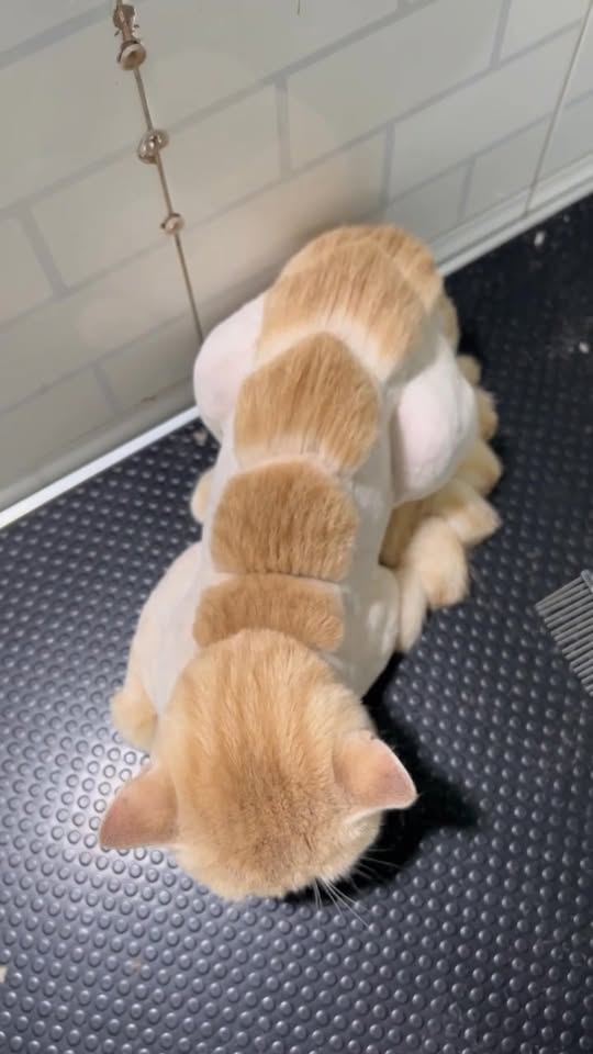 [🆕🇻🇳] Phô Mai Grooming – Tiệm Làm Đẹp Thú Cưng Quận 6  🐶🦜 Top1Pets 🐱🐠 Thấy tụi nó xin ông già noel 1 chân làm kéo xe đi phát quà—————–
Phô Mai luôn công khai khu vực Spa & Grooming của các bé – Không gian mở 10 , shares-0✔️ , likes-14❤️️ , date-2025-12-02 03:56:20🐶🐱🇻🇳🇻🇳🇻🇳📰🆕