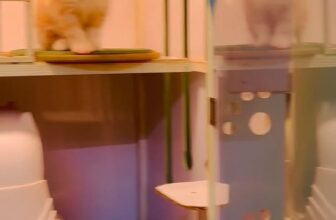 [🆕🇻🇳] Trông Em Pet House – Giữ Chó Mèo Giá Rẻ – Khách Sạn Thú Cưng Giá Rẻ HCM 🐶🦜 Top1Pets 🐱🐠 English belowLoay hoay chút xíu mà Tết lại sắp đến rồi
Cả nhà mình đã chuẩn bị gì cho mùa Tết chưa nè?
Quan trọng nhất là… các bé cưng đã có chỗ “nghỉ d , shares-0✔️ , likes-4❤️️ , date-2025-10-28 17:22:56🐶🐱🇻🇳🇻🇳🇻🇳📰🆕