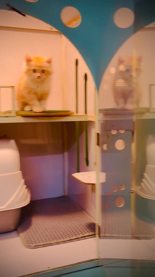 [🆕🇻🇳] Ánh Duyên Tắm cắt tỉa lông chó mèo TP Đông Hà Quảng Trị 🐶🦜 Top1Pets 🐱🐠 𝑨𝙞 𝙘𝒉𝙚̂ 𝙚 𝙭𝒂̂́𝙪 𝙫𝒂̀𝙤 đ𝒂̂𝙮 𝙣𝒉𝙖Ánh Duyên Spa chó mèo.
Địa chỉ: 178 Hàm Nghi- Đông Hà- Quảng Trị
Hotline:  0788 616 368
#cunyeu #petspa #donghacit , shares-0✔️ , likes-1❤️️ , date-2025-11-01 03:40:37🐶🐱🇻🇳🇻🇳🇻🇳📰🆕