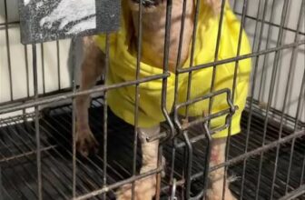 [🆕🇻🇳] Phòng Khám Thú Y Love Pet Trương Định 🐶🦜 Top1Pets 🐱🐠 Ánh mắt thất thần sau khi tỉnh dậy biết mình mất 2 viên bi của em Dolar0385 966 170 – 0386 376 713
Số 30D, ngõ 167 Trương Định, Hà Nội
#viemtucungchomeo , shares-0✔️ , likes-6❤️️ , date-2025-10-30 15:55:54🐶🐱🇻🇳🇻🇳🇻🇳📰🆕